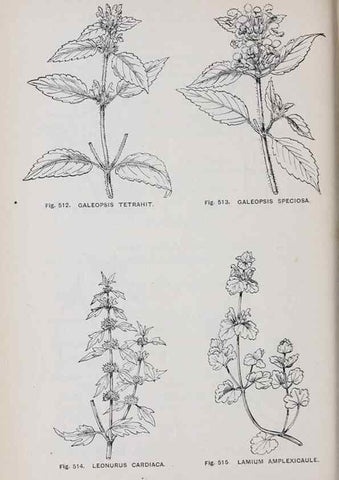 Reproducción/Reproduction 49742736278: The flora of the Liverpool district /. Liverpool :D. Marples & Co.,1902.. 