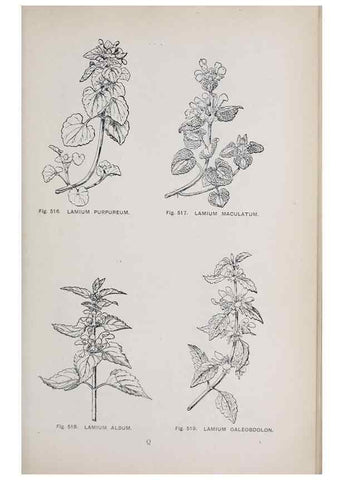 Reproducción/Reproduction 49743607087: The flora of the Liverpool district /. Liverpool :D. Marples & Co.,1902.. 