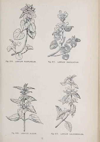 Reproducción/Reproduction 49743607087: The flora of the Liverpool district /. Liverpool :D. Marples & Co.,1902.. 