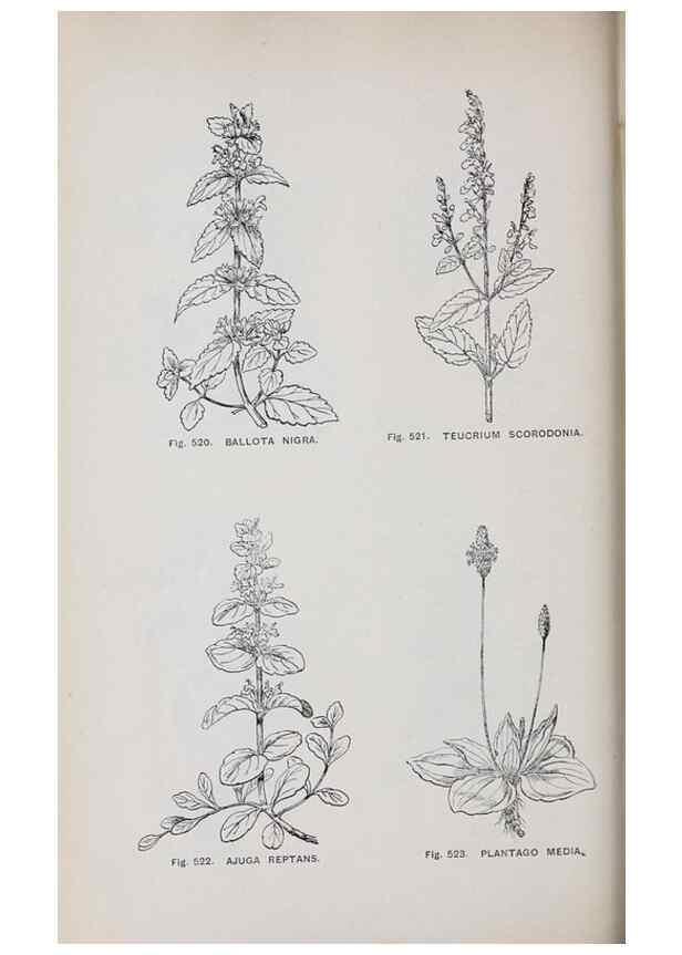 Reproducción/Reproduction 49743607422: The flora of the Liverpool district /. Liverpool :D. Marples & Co.,1902.. 