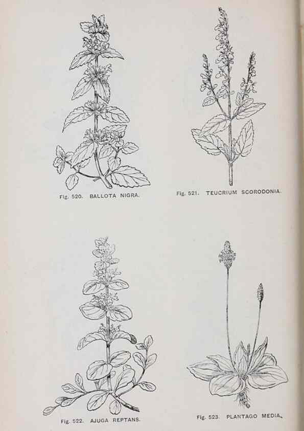 Reproducción/Reproduction 49743607422: The flora of the Liverpool district /. Liverpool :D. Marples & Co.,1902.. 