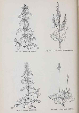 Reproducción/Reproduction 49743607422: The flora of the Liverpool district /. Liverpool :D. Marples & Co.,1902.. 