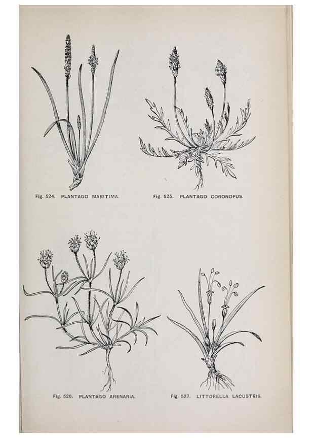 Reproducción/Reproduction 49742737068: The flora of the Liverpool district /. Liverpool :D. Marples & Co.,1902.. 