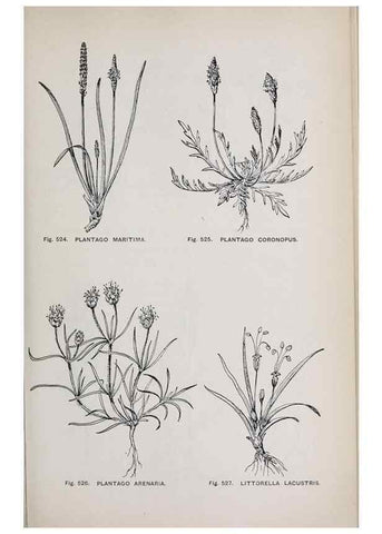 Reproducción/Reproduction 49742737068: The flora of the Liverpool district /. Liverpool :D. Marples & Co.,1902.. 