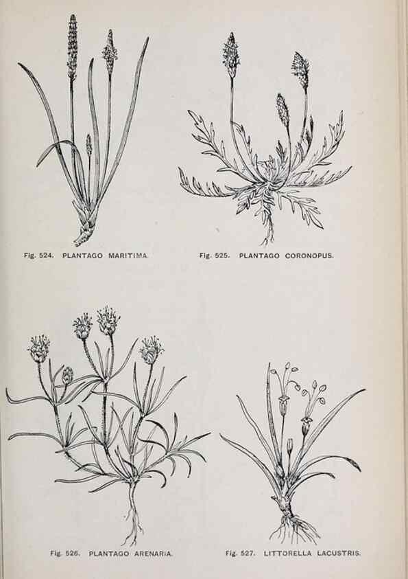 Reproducción/Reproduction 49742737068: The flora of the Liverpool district /. Liverpool :D. Marples & Co.,1902.. 