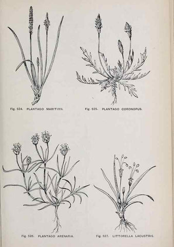 Reproducción/Reproduction 49742737068: The flora of the Liverpool district /. Liverpool :D. Marples & Co.,1902.. 