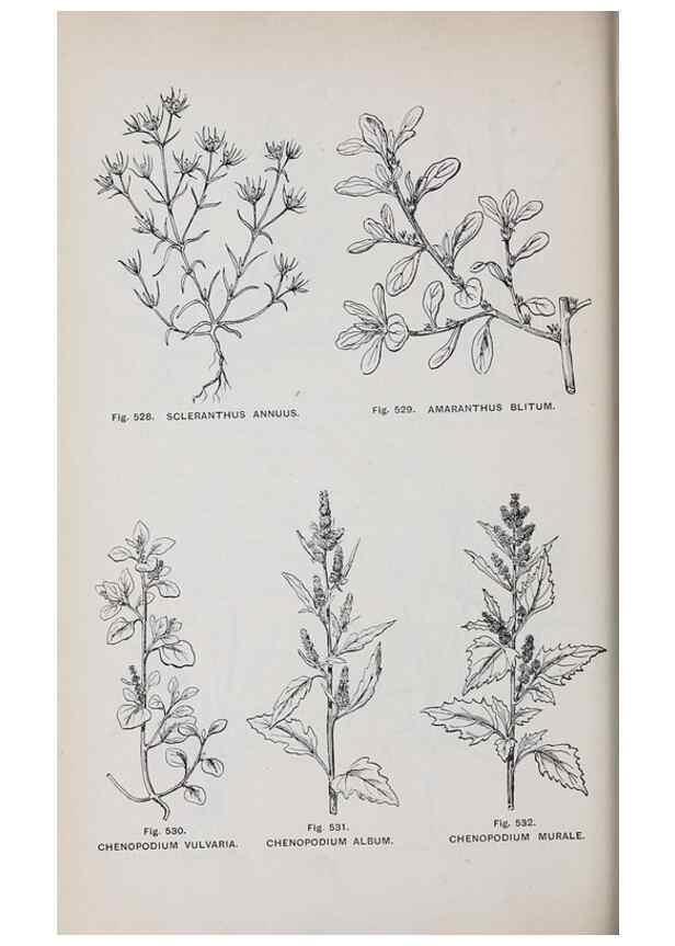 Reproducción/Reproduction 49743287081: The flora of the Liverpool district /. Liverpool :D. Marples & Co.,1902.. 