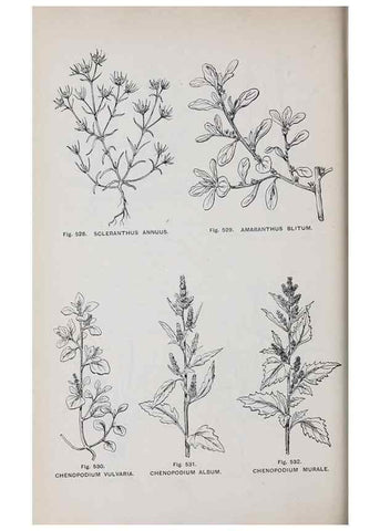 Reproducción/Reproduction 49743287081: The flora of the Liverpool district /. Liverpool :D. Marples & Co.,1902.. 