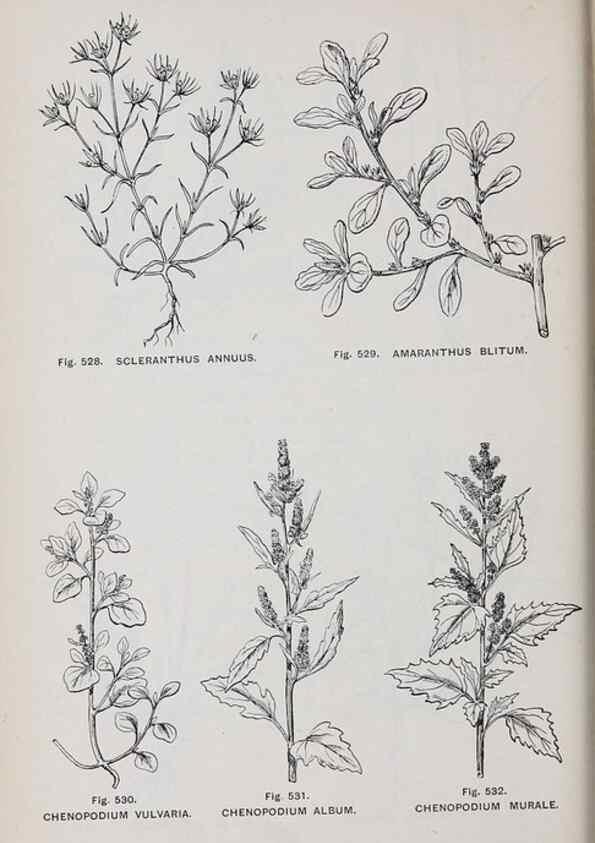 Reproducción/Reproduction 49743287081: The flora of the Liverpool district /. Liverpool :D. Marples & Co.,1902.. 