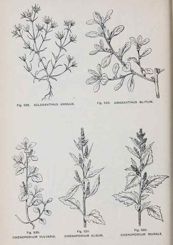 Reproducción/Reproduction 49743287081: The flora of the Liverpool district /. Liverpool :D. Marples & Co.,1902.. 