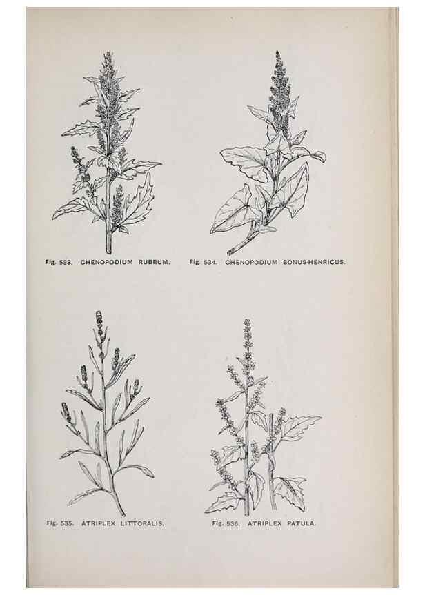 Reproducción/Reproduction 49743287376: The flora of the Liverpool district /. Liverpool :D. Marples & Co.,1902.. 