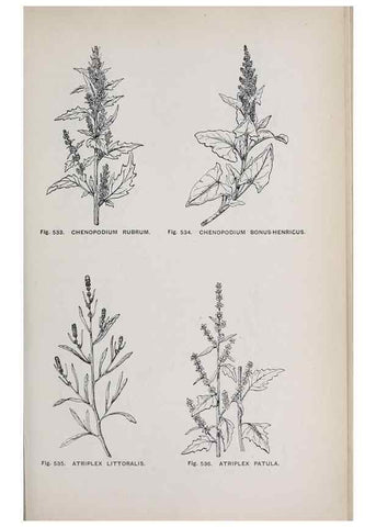 Reproducción/Reproduction 49743287376: The flora of the Liverpool district /. Liverpool :D. Marples & Co.,1902.. 