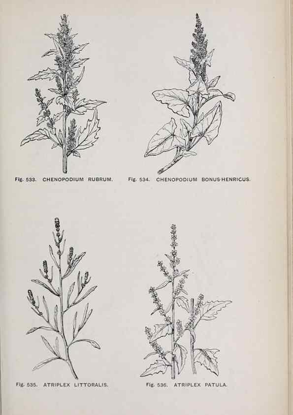 Reproducción/Reproduction 49743287376: The flora of the Liverpool district /. Liverpool :D. Marples & Co.,1902.. 
