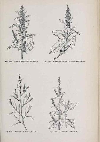 Reproducción/Reproduction 49743287376: The flora of the Liverpool district /. Liverpool :D. Marples & Co.,1902.. 