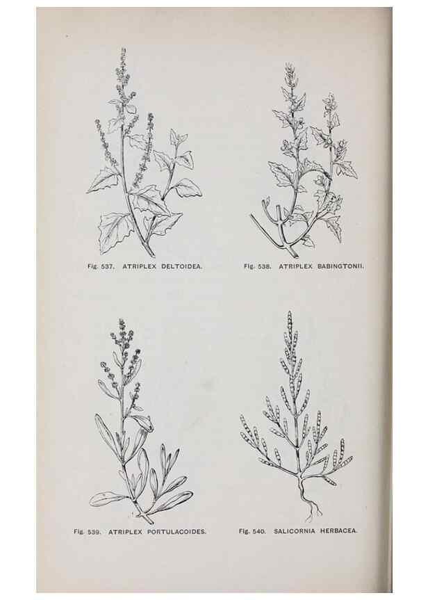 Reproducción/Reproduction 49743287696: The flora of the Liverpool district /. Liverpool :D. Marples & Co.,1902.. 