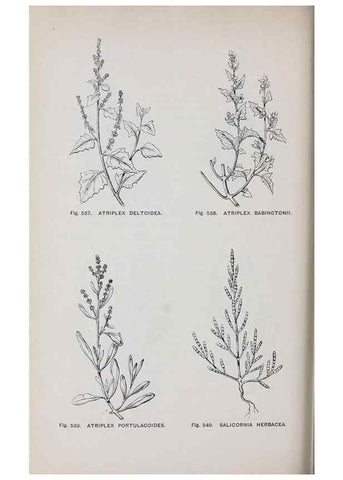 Reproducción/Reproduction 49743287696: The flora of the Liverpool district /. Liverpool :D. Marples & Co.,1902.. 