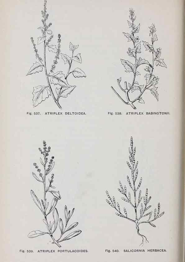 Reproducción/Reproduction 49743287696: The flora of the Liverpool district /. Liverpool :D. Marples & Co.,1902.. 