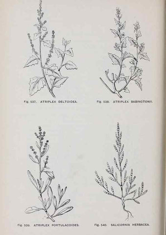 Reproducción/Reproduction 49743287696: The flora of the Liverpool district /. Liverpool :D. Marples & Co.,1902.. 