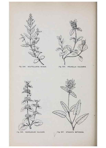Reproducción/Reproduction 49742735748: The flora of the Liverpool district /. Liverpool :D. Marples & Co.,1902.. 