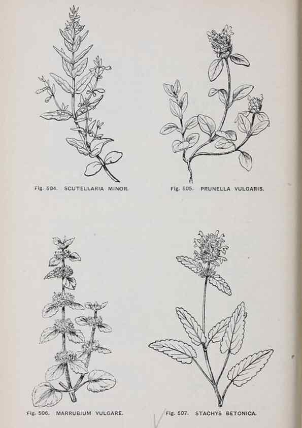 Reproducción/Reproduction 49742735748: The flora of the Liverpool district /. Liverpool :D. Marples & Co.,1902.. 