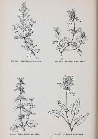 Reproducción/Reproduction 49742735748: The flora of the Liverpool district /. Liverpool :D. Marples & Co.,1902.. 
