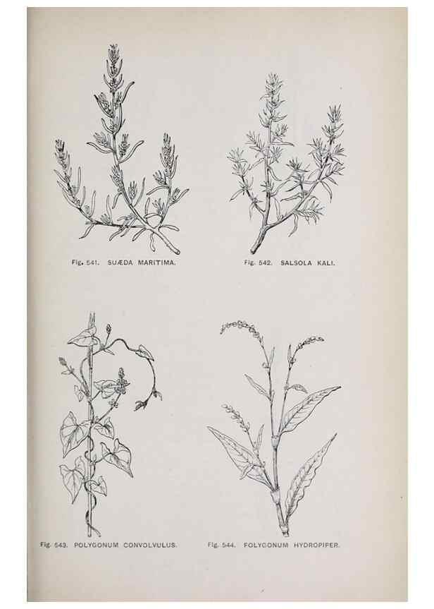 Reproducción/Reproduction 49743287996: The flora of the Liverpool district /. Liverpool :D. Marples & Co.,1902.. 