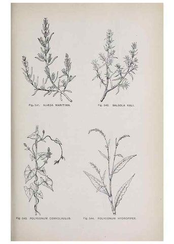Reproducción/Reproduction 49743287996: The flora of the Liverpool district /. Liverpool :D. Marples & Co.,1902.. 