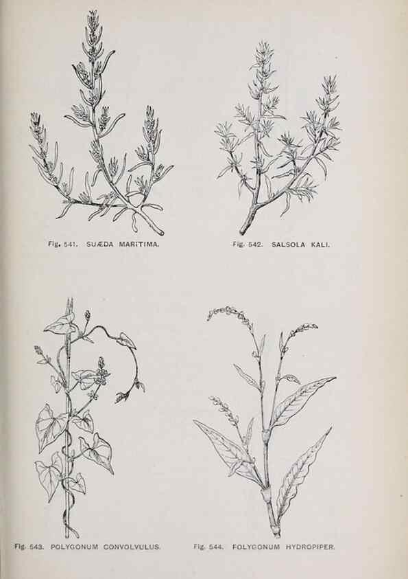 Reproducción/Reproduction 49743287996: The flora of the Liverpool district /. Liverpool :D. Marples & Co.,1902.. 