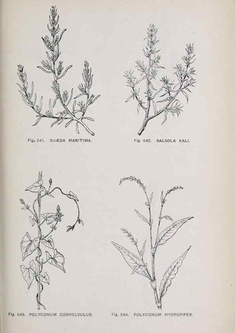 Reproducción/Reproduction 49743287996: The flora of the Liverpool district /. Liverpool :D. Marples & Co.,1902.. 