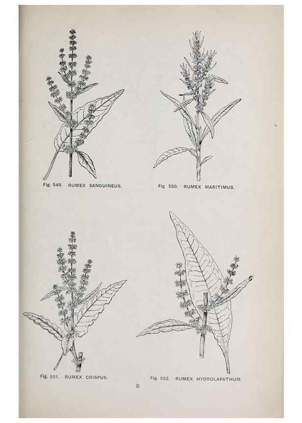 Reproducción/Reproduction 49743609277: The flora of the Liverpool district /. Liverpool :D. Marples & Co.,1902.. 