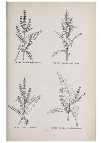 Reproducción/Reproduction 49743609277: The flora of the Liverpool district /. Liverpool :D. Marples & Co.,1902.. 
