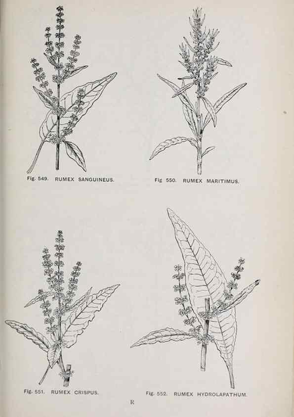 Reproducción/Reproduction 49743609277: The flora of the Liverpool district /. Liverpool :D. Marples & Co.,1902.. 