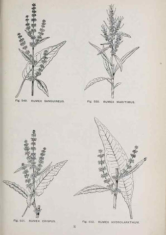 Reproducción/Reproduction 49743609277: The flora of the Liverpool district /. Liverpool :D. Marples & Co.,1902.. 
