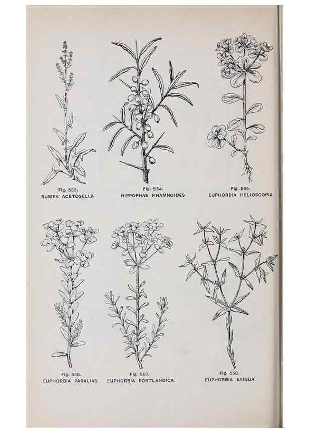 Reproducción/Reproduction 49743288791: The flora of the Liverpool district /. Liverpool :D. Marples & Co.,1902.. 