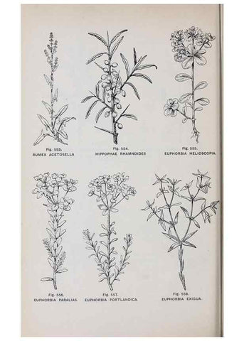 Reproducción/Reproduction 49743288791: The flora of the Liverpool district /. Liverpool :D. Marples & Co.,1902.. 