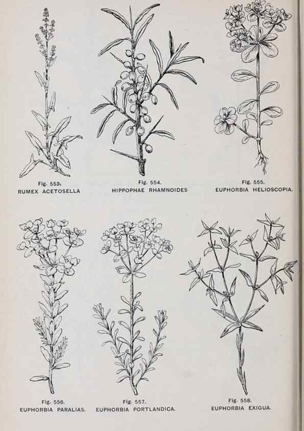 Reproducción/Reproduction 49743288791: The flora of the Liverpool district /. Liverpool :D. Marples & Co.,1902.. 