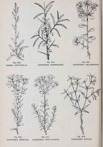 Reproducción/Reproduction 49743288791: The flora of the Liverpool district /. Liverpool :D. Marples & Co.,1902.. 