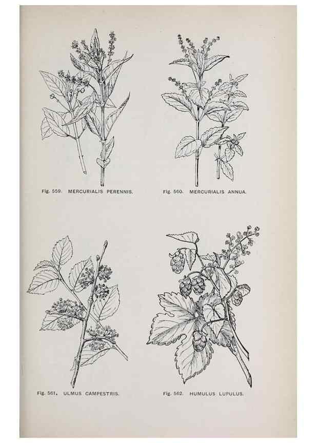 Reproducción/Reproduction 49742739328: The flora of the Liverpool district /. Liverpool :D. Marples & Co.,1902.. 