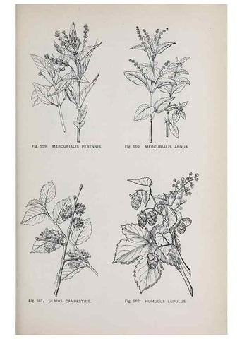Reproducción/Reproduction 49742739328: The flora of the Liverpool district /. Liverpool :D. Marples & Co.,1902.. 