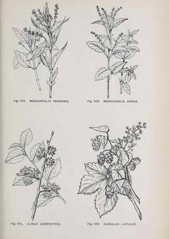 Reproducción/Reproduction 49742739328: The flora of the Liverpool district /. Liverpool :D. Marples & Co.,1902.. 