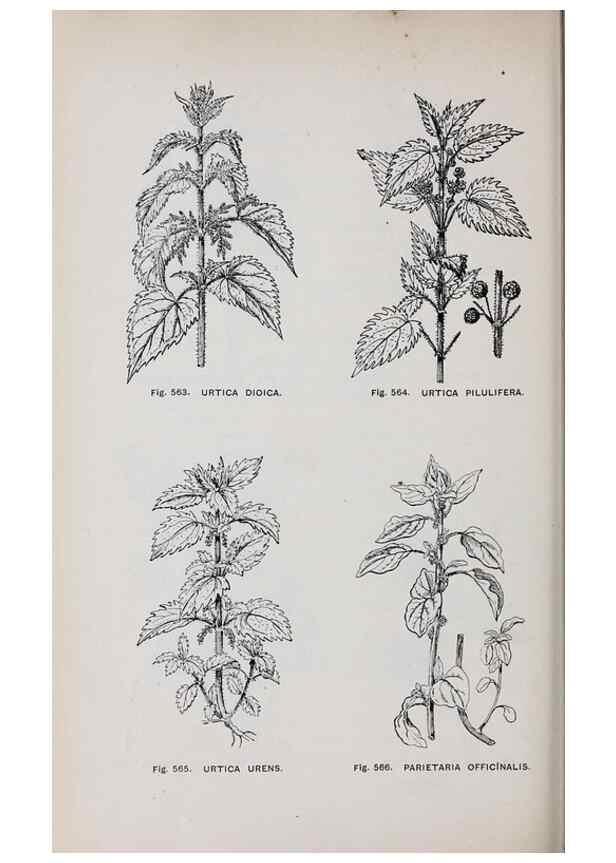 Reproducción/Reproduction 49743289416: The flora of the Liverpool district /. Liverpool :D. Marples & Co.,1902.. 