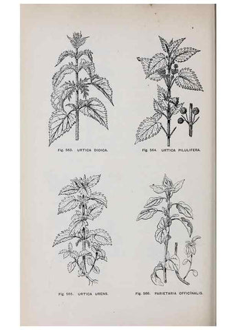 Reproducción/Reproduction 49743289416: The flora of the Liverpool district /. Liverpool :D. Marples & Co.,1902.. 