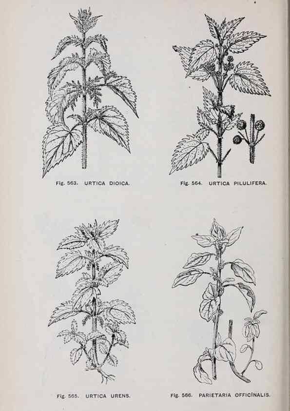 Reproducción/Reproduction 49743289416: The flora of the Liverpool district /. Liverpool :D. Marples & Co.,1902.. 