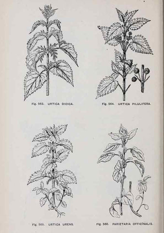 Reproducción/Reproduction 49743289416: The flora of the Liverpool district /. Liverpool :D. Marples & Co.,1902.. 