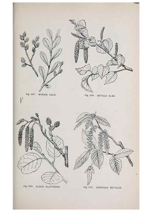 Reproducción/Reproduction 49743289761: The flora of the Liverpool district /. Liverpool :D. Marples & Co.,1902.. 