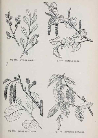 Reproducción/Reproduction 49743289761: The flora of the Liverpool district /. Liverpool :D. Marples & Co.,1902.. 