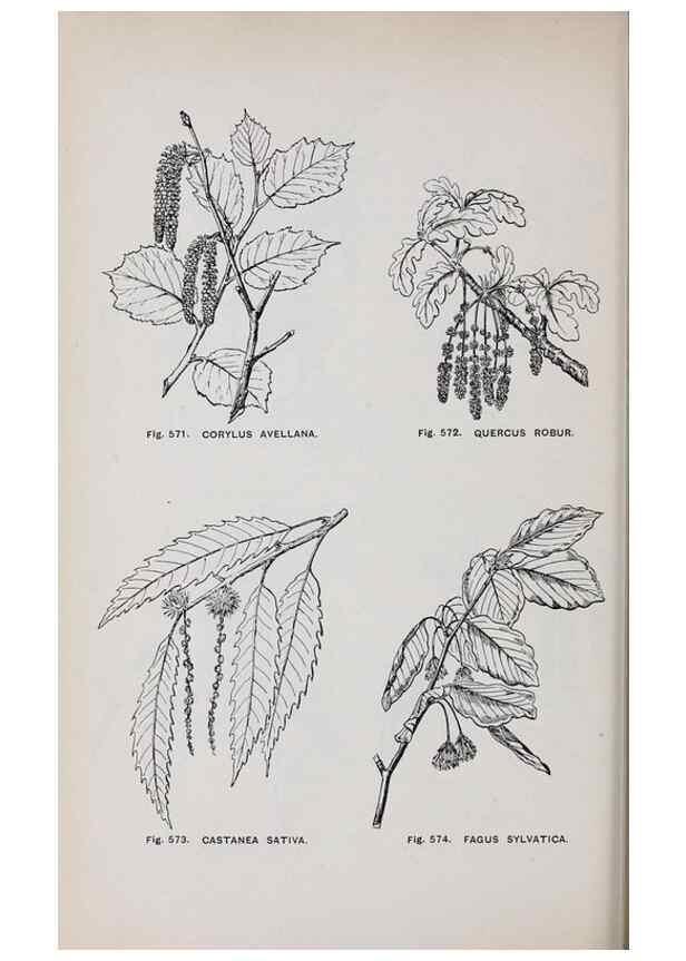 Reproducción/Reproduction 49743610767: The flora of the Liverpool district /. Liverpool :D. Marples & Co.,1902.. 