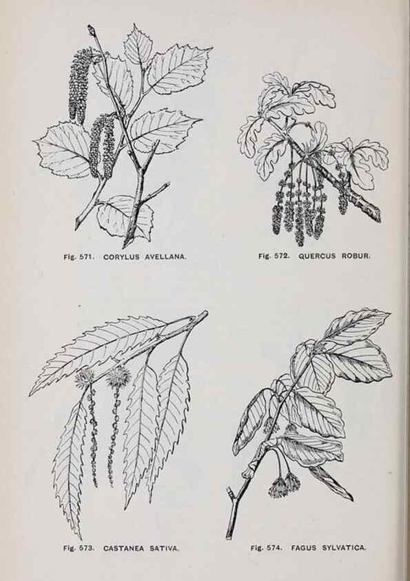 Reproducción/Reproduction 49743610767: The flora of the Liverpool district /. Liverpool :D. Marples & Co.,1902.. 