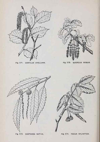 Reproducción/Reproduction 49743610767: The flora of the Liverpool district /. Liverpool :D. Marples & Co.,1902.. 