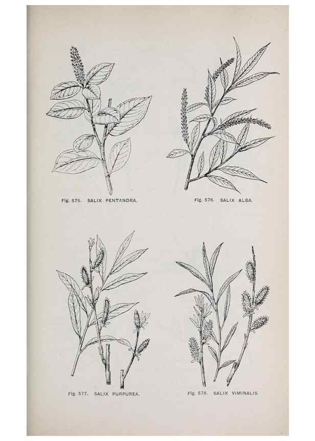 Reproducción/Reproduction 49742740793: The flora of the Liverpool district /. Liverpool :D. Marples & Co.,1902.. 